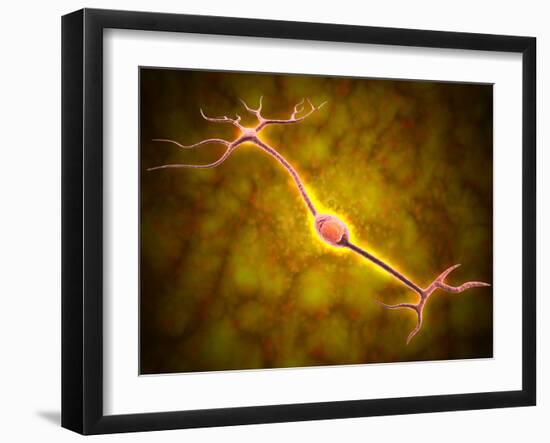 Microscopic View of a Bipolar Neuron-Stocktrek Images-Framed Photographic Print