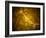 Microscopic View of a Bipolar Neuron-Stocktrek Images-Framed Photographic Print