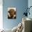 Microscopic View of Black Widow-Jim Zuckerman-Photographic Print displayed on a wall