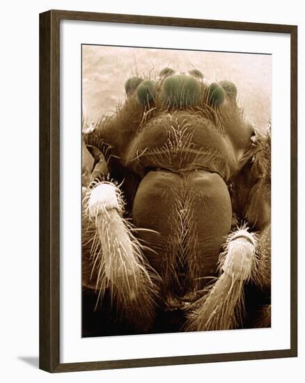 Microscopic View of Black Widow-Jim Zuckerman-Framed Photographic Print
