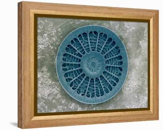 Microscopic View of Diatom-Jim Zuckerman-Framed Premier Image Canvas