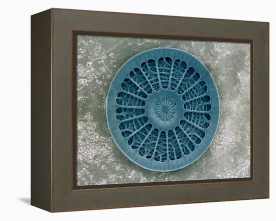 Microscopic View of Diatom-Jim Zuckerman-Framed Premier Image Canvas