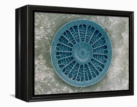 Microscopic View of Diatom-Jim Zuckerman-Framed Premier Image Canvas