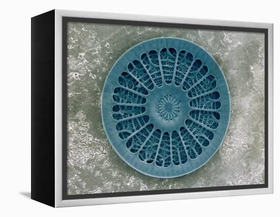 Microscopic View of Diatom-Jim Zuckerman-Framed Premier Image Canvas