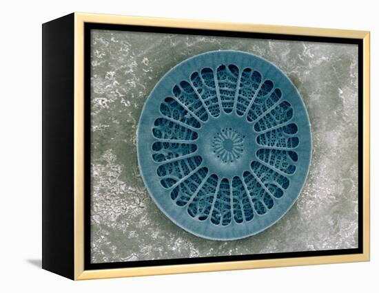 Microscopic View of Diatom-Jim Zuckerman-Framed Premier Image Canvas