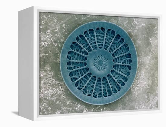 Microscopic View of Diatom-Jim Zuckerman-Framed Premier Image Canvas