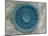 Microscopic View of Diatom-Jim Zuckerman-Mounted Photographic Print
