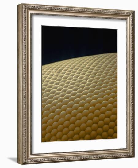 Microscopic View of Eye of Fly-Jim Zuckerman-Framed Photographic Print