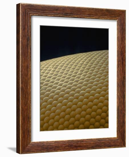 Microscopic View of Eye of Fly-Jim Zuckerman-Framed Photographic Print