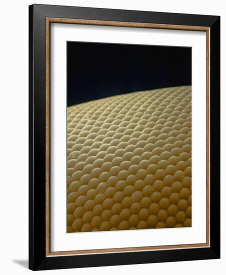 Microscopic View of Eye of Fly-Jim Zuckerman-Framed Photographic Print