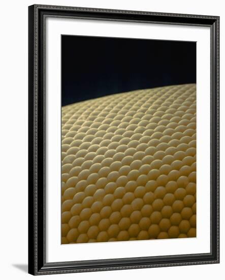 Microscopic View of Eye of Fly-Jim Zuckerman-Framed Photographic Print