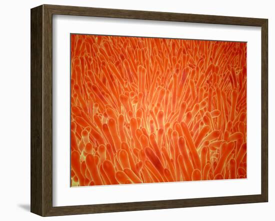 Microscopic View of Intestinal Villi inside the Small Intestine-Stocktrek Images-Framed Photographic Print