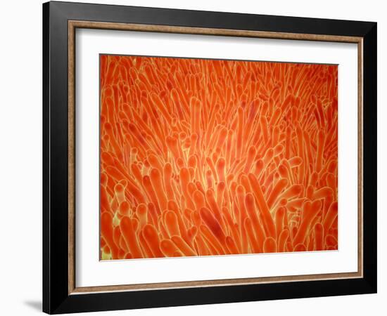 Microscopic View of Intestinal Villi inside the Small Intestine-Stocktrek Images-Framed Photographic Print