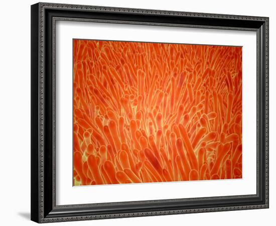 Microscopic View of Intestinal Villi inside the Small Intestine-Stocktrek Images-Framed Photographic Print