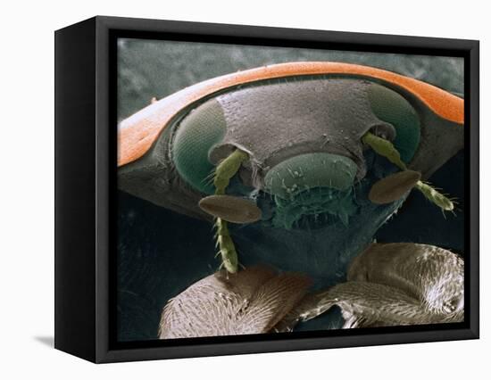 Microscopic View of Ladybug-Jim Zuckerman-Framed Premier Image Canvas