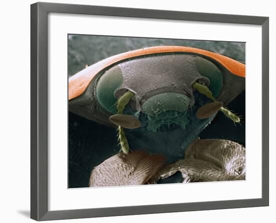 Microscopic View of Ladybug-Jim Zuckerman-Framed Photographic Print