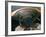 Microscopic View of Ladybug-Jim Zuckerman-Framed Photographic Print