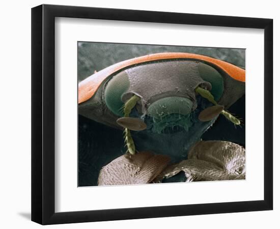 Microscopic View of Ladybug-Jim Zuckerman-Framed Photographic Print