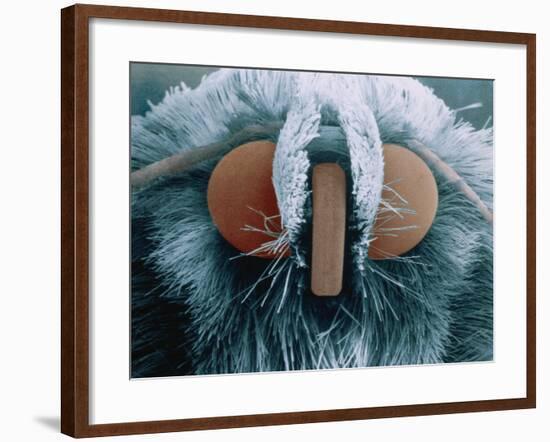 Microscopic View of Moth-Jim Zuckerman-Framed Photographic Print