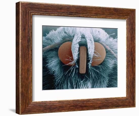 Microscopic View of Moth-Jim Zuckerman-Framed Photographic Print