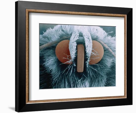 Microscopic View of Moth-Jim Zuckerman-Framed Photographic Print