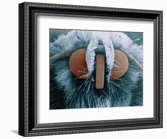 Microscopic View of Moth-Jim Zuckerman-Framed Photographic Print