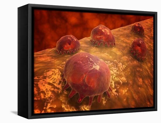 Microscopic View of Phagocytic Macrophages-Stocktrek Images-Framed Premier Image Canvas