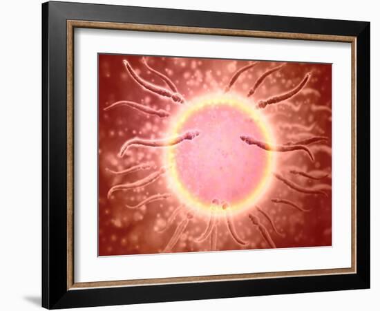 Microscopic View of Sperm Swimming Towards Egg-null-Framed Art Print