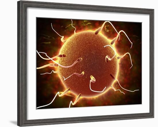 Microscopic View of Sperm Traveling Towards Embryo-Stocktrek Images-Framed Photographic Print