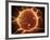 Microscopic View of Sperm Traveling Towards Embryo-Stocktrek Images-Framed Photographic Print