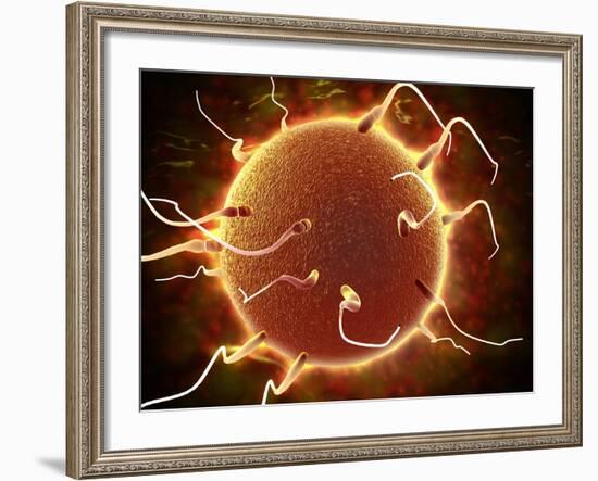 Microscopic View of Sperm Traveling Towards Embryo-Stocktrek Images-Framed Photographic Print