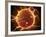 Microscopic View of Sperm Traveling Towards Embryo-Stocktrek Images-Framed Photographic Print