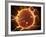 Microscopic View of Sperm Traveling Towards Embryo-Stocktrek Images-Framed Photographic Print