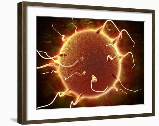 Microscopic View of Sperm Traveling Towards Embryo-Stocktrek Images-Framed Photographic Print