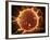 Microscopic View of Sperm Traveling Towards Embryo-Stocktrek Images-Framed Photographic Print