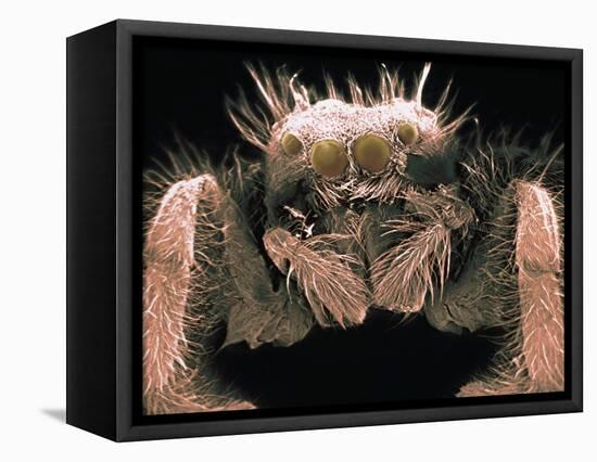 Microscopic View of Spider-Jim Zuckerman-Framed Premier Image Canvas