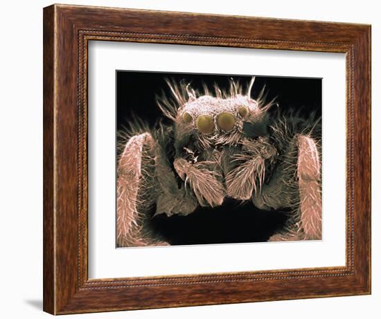 Microscopic View of Spider-Jim Zuckerman-Framed Photographic Print