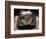 Microscopic View of Spider-Jim Zuckerman-Framed Photographic Print