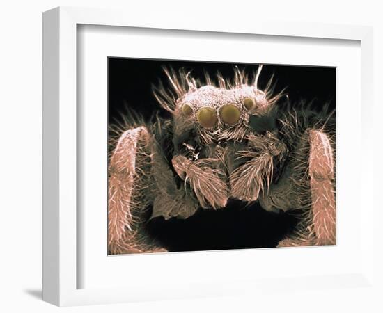 Microscopic View of Spider-Jim Zuckerman-Framed Photographic Print