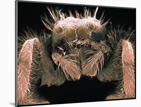 Microscopic View of Spider-Jim Zuckerman-Mounted Photographic Print
