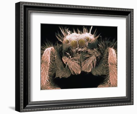 Microscopic View of Spider-Jim Zuckerman-Framed Photographic Print