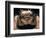 Microscopic View of Spider-Jim Zuckerman-Framed Photographic Print