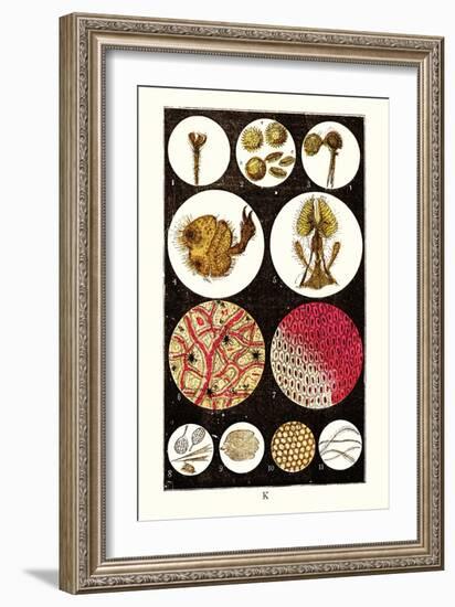 Microscopic Views of Plants and Beetles-James Sowerby-Framed Art Print