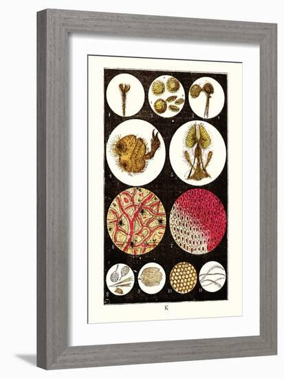 Microscopic Views of Plants and Beetles-James Sowerby-Framed Art Print