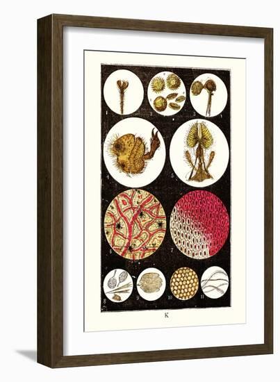 Microscopic Views of Plants and Beetles-James Sowerby-Framed Art Print