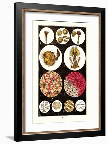 Microscopic Views of Plants and Beetles-James Sowerby-Framed Art Print