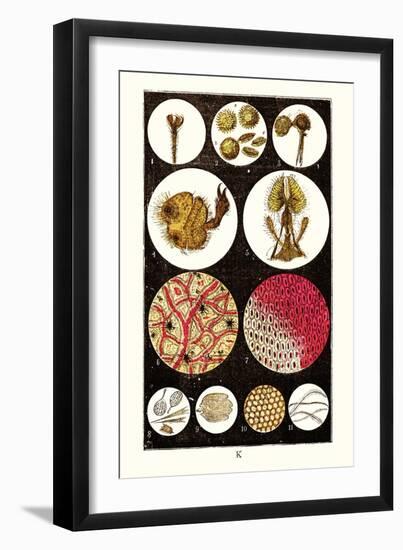 Microscopic Views of Plants and Beetles-James Sowerby-Framed Art Print