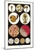 Microscopic Views of Plants and Beetles-James Sowerby-Mounted Art Print