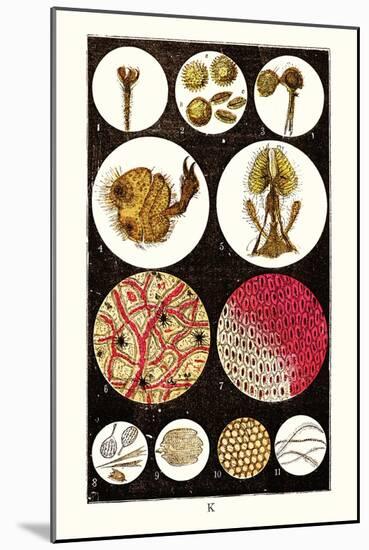 Microscopic Views of Plants and Beetles-James Sowerby-Mounted Art Print