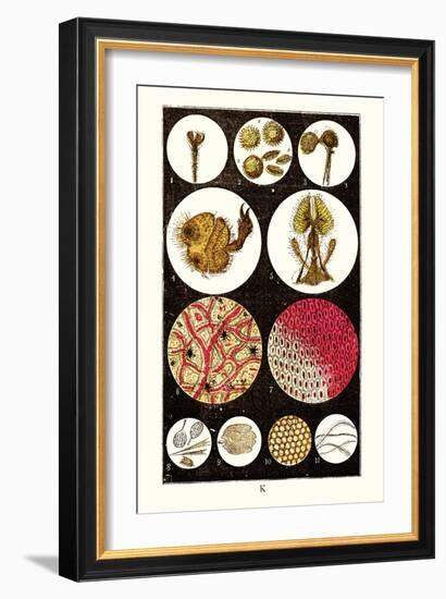 Microscopic Views of Plants and Beetles-James Sowerby-Framed Art Print